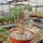 Jatropha fissispina RM 242