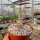 Jatropha fissispina RM 242