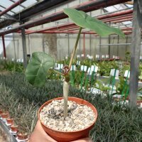 Jatropha podagrica