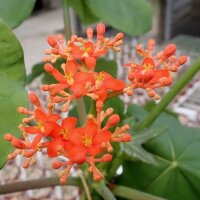 Jatropha podagrica