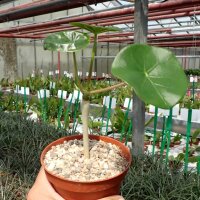 Jatropha podagrica