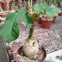 Jatropha podagrica