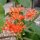 Jatropha podagrica