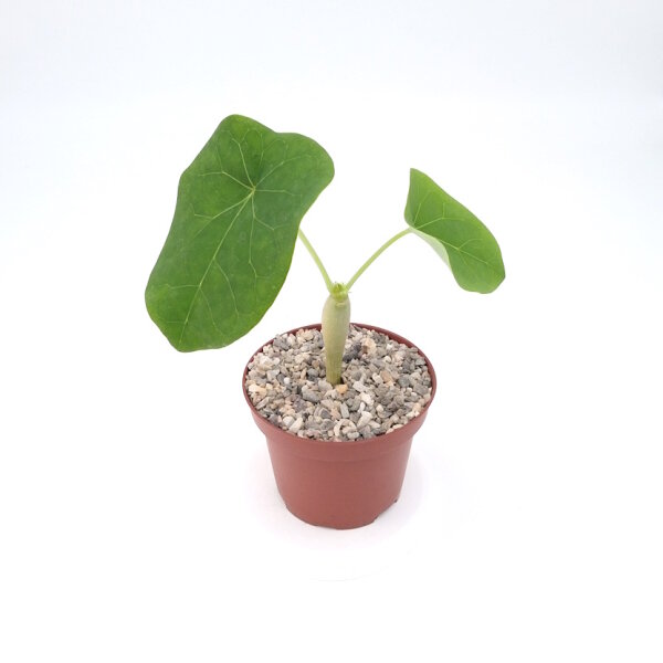 Jatropha podagrica Blüte gelb