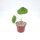 Jatropha podagrica Blüte gelb