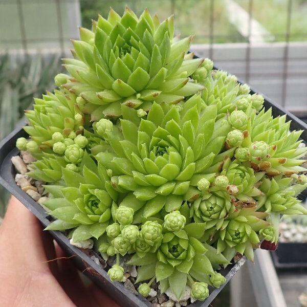 Sempervivum globiferum ssp. globiferum (dw)