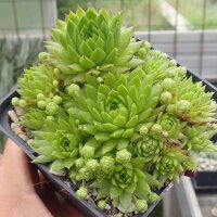 Sempervivum globiferum ssp. globiferum (dw)
