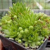 Sempervivum globiferum ssp. globiferum (dw)