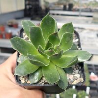 Jovibarba heuffelii-Hybr. Haberer Mix (dw)
