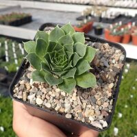Jovibarba heuffelii-Hybr. Haberer Mix (dw)