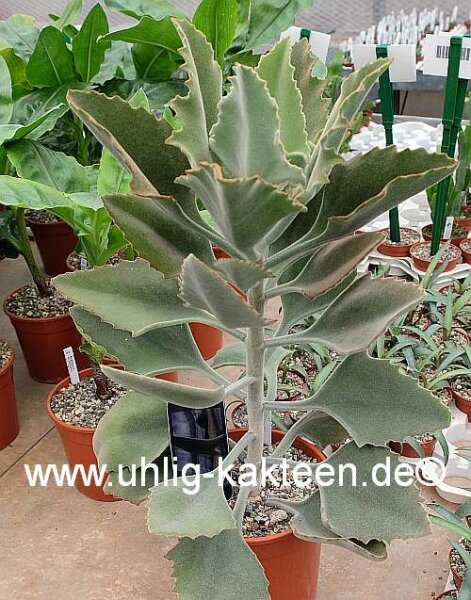 Kalanchoe beharensis Bronzefarbenes Samtblatt
