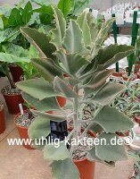 Kalanchoe beharensis Bronzefarbenes Samtblatt