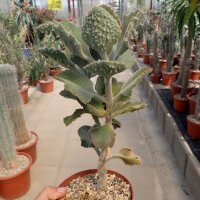 Kalanchoe beharensis cv. Hüng Fang