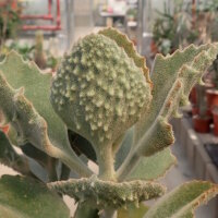 Kalanchoe beharensis cv. Hüng Fang