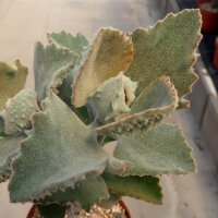 Kalanchoe beharensis cv. Hüng Fang