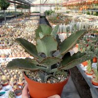 Kalanchoe beharensis cv. Hüng Fang