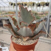 Kalanchoe beharensis cv. Hüng Fang