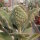 Kalanchoe beharensis cv. Hüng Fang