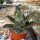 Kalanchoe beharensis cv. Hüng Fang