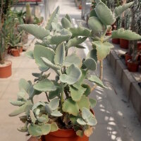 Kalanchoe beharensis cv. Silberblatt