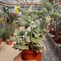 Kalanchoe beharensis cv. Silberblatt