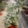 Kalanchoe beharensis cv. Silberblatt