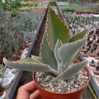 Kalanchoe beharensis