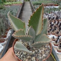 Kalanchoe beharensis