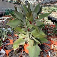Kalanchoe beharensis