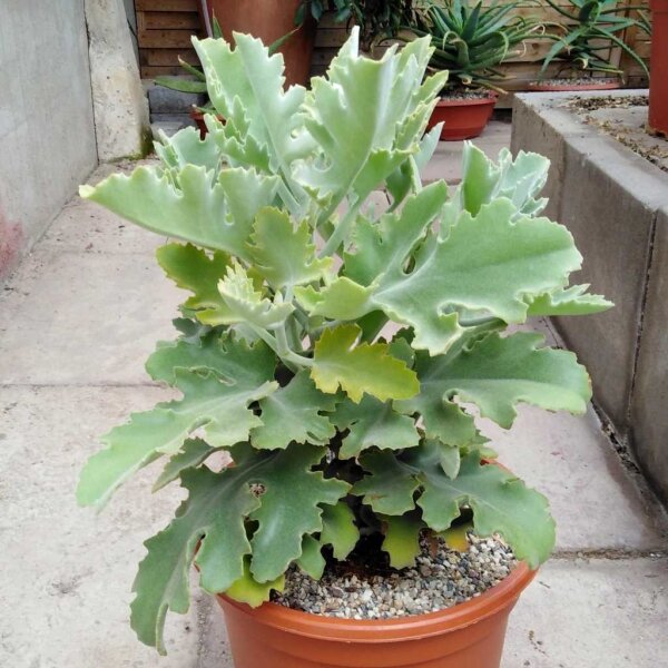 Kalanchoe beharensis cv. Silver Shadow