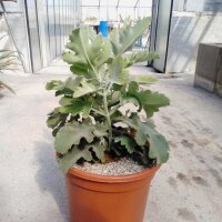 Kalanchoe beharensis cv. Silver Shadow