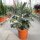 Kalanchoe beharensis cv. Silver Shadow