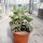 Kalanchoe beharensis cv. Silver Shadow