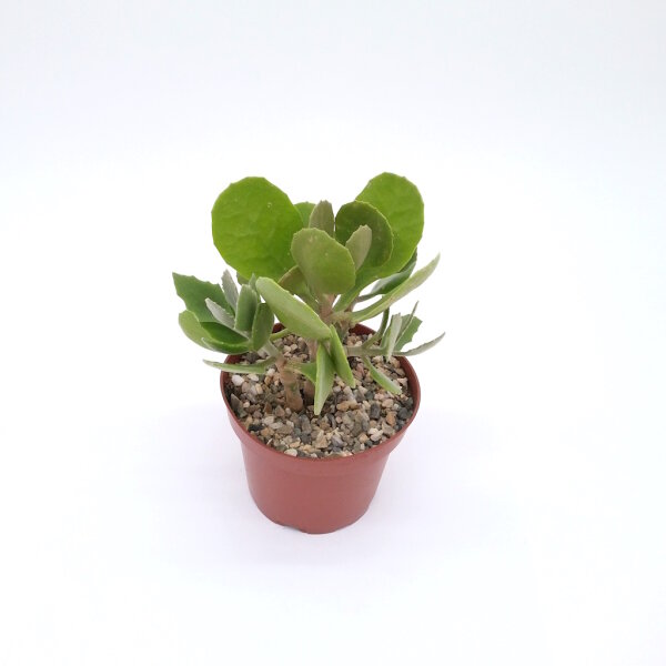 Kalanchoe dinklagei