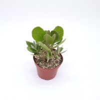 Kalanchoe dinklagei