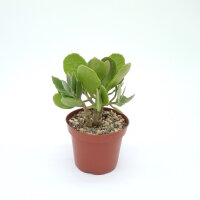 Kalanchoe dinklagei