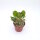 Kalanchoe dinklagei