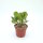 Kalanchoe dinklagei
