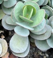 Kalanchoe farinaceae ex scapigera