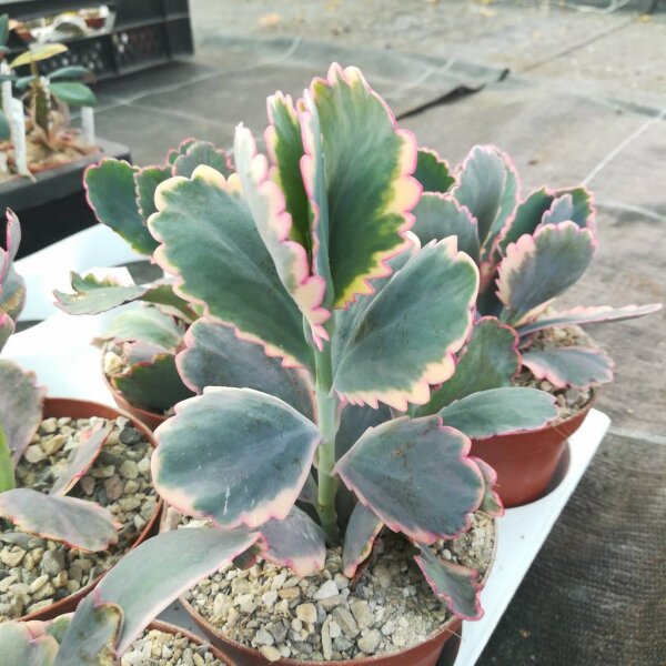 Kalanchoe fedtschenkoi variegata