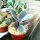 Kalanchoe fedtschenkoi variegata