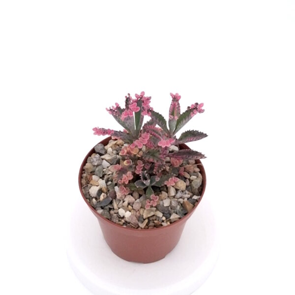 Kalanchoe houghtoii x Pink Butterflies