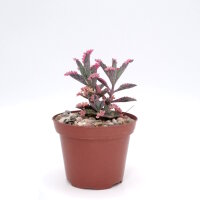 Kalanchoe houghtoii x Pink Butterflies