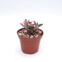 Kalanchoe houghtoii x Pink Butterflies