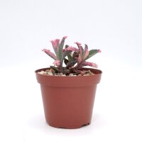Kalanchoe houghtoii x Pink Butterflies
