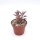 Kalanchoe houghtoii x Pink Butterflies