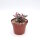 Kalanchoe houghtoii x Pink Butterflies