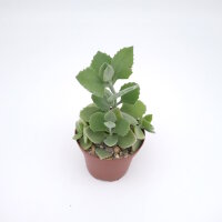 Kalanchoe millotii