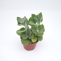 Kalanchoe millotii