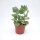 Kalanchoe millotii